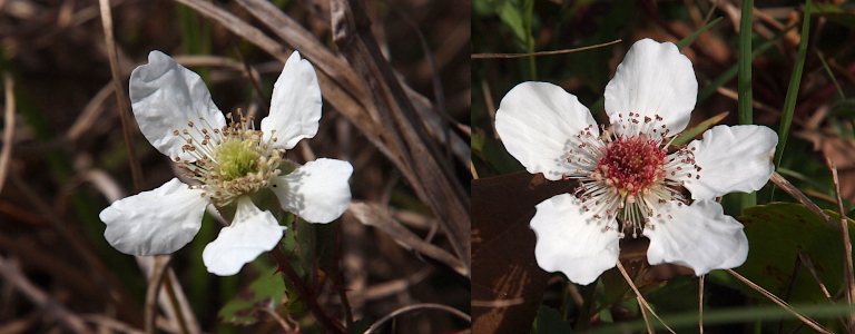 [Two photos spliced together. Each photo is of one white five-petaled flower. Photo on left has a greenish center to the flower and is a partial side view with the long stamen visible due to the contrasting color against the white petal. Photo on right is a top-down view of a different flower which has a very red center. Even the tips of the stamen are reddish. The stamen are flat against the petals and no longer upright like in the photo on the left. ]